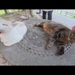 シャム猫とキジ猫の仲良しコンビがトライアル保護から公園に戻って来た(YouTube)
