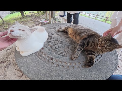シャム猫とキジ猫の仲良しコンビがトライアル保護から公園に戻って来た(YouTube)