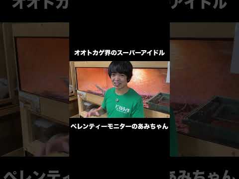 オオトカゲ界のスーパーアイドル！ペレンティーモニターのあみちゃん(YouTube)