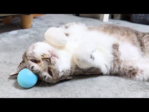 大好きなボールをひたすら見つめる姫猫が何か考えてそうでとっても可愛いです(YouTube)