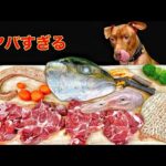 クセになる咀嚼音!!ピットブルが骨を噛み砕く音が気持ちいい(YouTube)