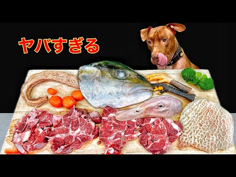 クセになる咀嚼音!!ピットブルが骨を噛み砕く音が気持ちいい(YouTube)