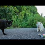 駐車場奥の警戒心強めの白猫地帯の猫達にもちゅーるをやってきた(YouTube)