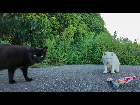 駐車場奥の警戒心強めの白猫地帯の猫達にもちゅーるをやってきた(YouTube)