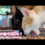 アタチ腹ペコにゃ！泥の中からレスキューされたモグ    2025 08 24 2(YouTube)