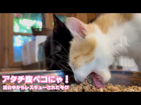 アタチ腹ペコにゃ！泥の中からレスキューされたモグ    2025 08 24 2(YouTube)