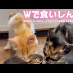 Wで食いしん坊ニャリ  泥の中からレスキューされたモグと奥武島で遺棄されたララ   2025 08 30 2(YouTube)