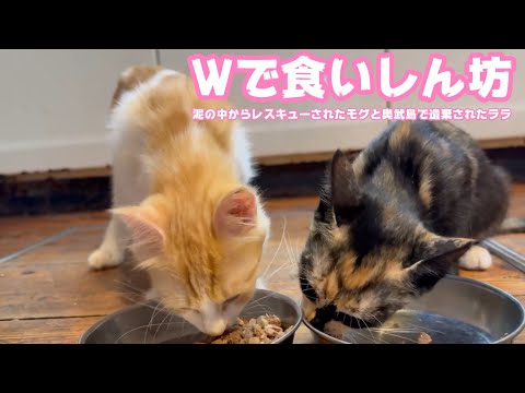 Wで食いしん坊ニャリ  泥の中からレスキューされたモグと奥武島で遺棄されたララ   2025 08 30 2(YouTube)