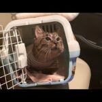 保護した猫の体調が急変したので夜中に病院に連れて行きました。(YouTube)