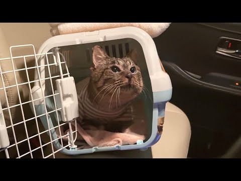 保護した猫の体調が急変したので夜中に病院に連れて行きました。(YouTube)