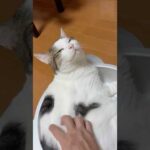 そこっ、めっちゃ気持ちええわぁ(YouTube)