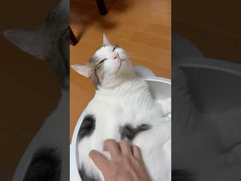 そこっ、めっちゃ気持ちええわぁ(YouTube)