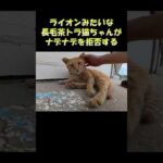ライオンのような長毛茶トラ猫がナデナデを拒否する #猫 #cat #ねこ(YouTube)