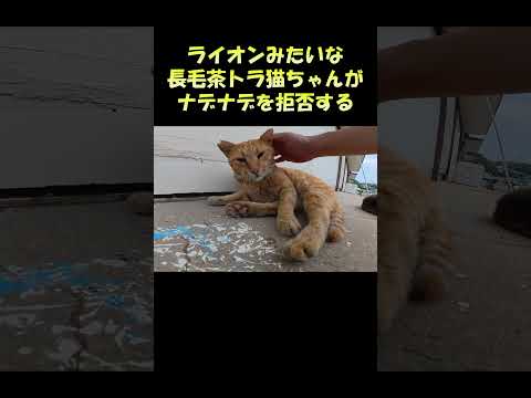 ライオンのような長毛茶トラ猫がナデナデを拒否する #猫 #cat #ねこ(YouTube)