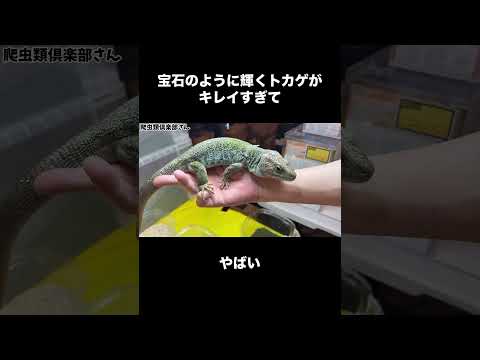宝石のように輝くトカゲがキレイすぎてやばい(YouTube)