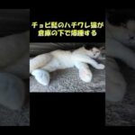 チョビ髭のハチワレ猫が倉庫の下で爆睡する #猫 #cat #ねこ(YouTube)
