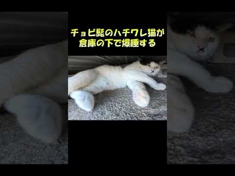 チョビ髭のハチワレ猫が倉庫の下で爆睡する #猫 #cat #ねこ(YouTube)