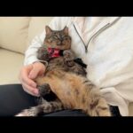 怪我してた野良猫を保護してあげたら日に日に態度が大きくなって困ってます…笑(YouTube)