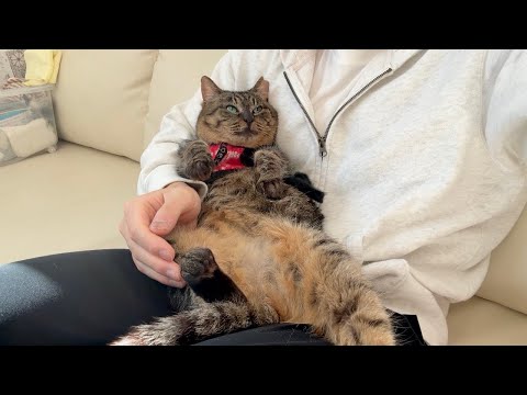 怪我してた野良猫を保護してあげたら日に日に態度が大きくなって困ってます…笑(YouTube)
