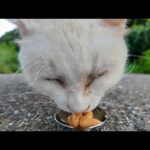 白猫地帯の白猫ちゃん、ちゅーるを舐めて涙を流す(YouTube)