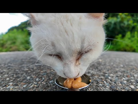 白猫地帯の白猫ちゃん、ちゅーるを舐めて涙を流す(YouTube)