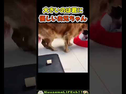 食べ盛りの子ブタに譲ってあげる心温まる瞬間【犬】 #犬 #dog(YouTube)