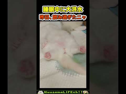 ちゃんとシートの上でオネショするの偉いw【ネコ】#猫 #cat(YouTube)