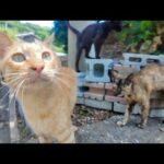 山道で出会った猫たちと絶景ポイントでまさかの猫集会🐾✨(YouTube)