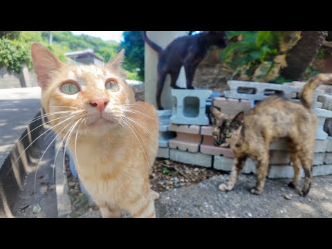 山道で出会った猫たちと絶景ポイントでまさかの猫集会🐾✨(YouTube)
