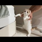 ベッドに爪研ぎして穴開けてたところを現行犯逮捕したら猫がこうなっちゃいました…www(YouTube)