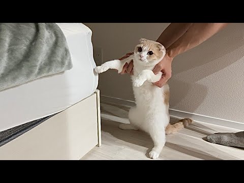 ベッドに爪研ぎして穴開けてたところを現行犯逮捕したら猫がこうなっちゃいました…www(YouTube)