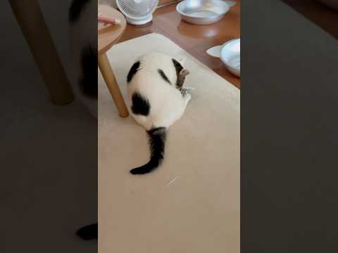 毛づくろいしてると思ったら・・・(YouTube)
