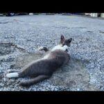 港のレストラン駐車場でのびのびお昼寝する猫(YouTube)