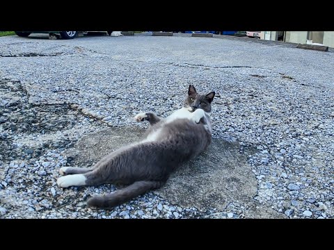 港のレストラン駐車場でのびのびお昼寝する猫(YouTube)