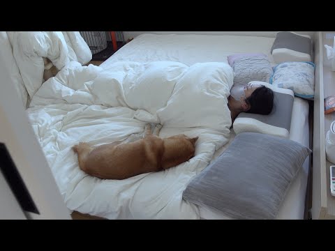 【癒されたい人必見】柴犬にママの添い寝をお願いしたら‥天使級の光景が。。(YouTube)