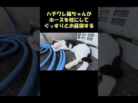 ハチワレ猫ちゃんがホースを枕にしてぐっすりとお昼寝する #猫 #cat #ねこ(YouTube)