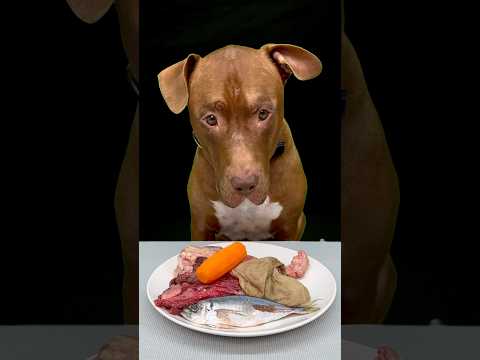 生肉を秒飲むピットブルw(YouTube)
