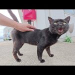 ムキムキの黒猫ちゃんが見かけによらず可愛い声で甘えてきた(YouTube)