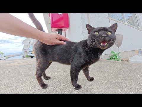 ムキムキの黒猫ちゃんが見かけによらず可愛い声で甘えてきた(YouTube)