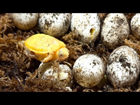 アルビノのカメが産まれたっ！！！(YouTube)