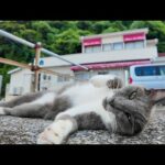 フェリー最終便が近づくと猫たちが自然と集まってくる件(YouTube)