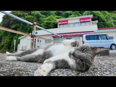 フェリー最終便が近づくと猫たちが自然と集まってくる件(YouTube)