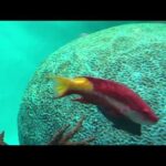 魚の泳ぎ方「スポットフィンホグフィッシュ」：葛西臨海水族園(YouTube)