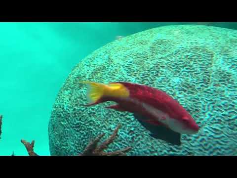 魚の泳ぎ方「スポットフィンホグフィッシュ」：葛西臨海水族園(YouTube)