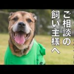 犬の問題行動について(YouTube)