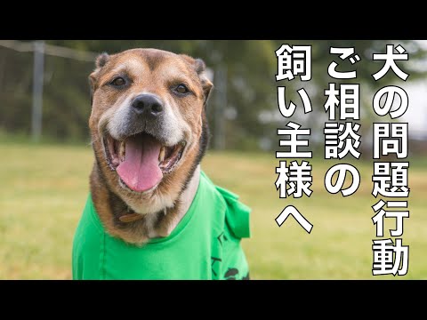 犬の問題行動について(YouTube)