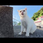 頭に不思議な模様がある白猫ちゃんがブロック塀に顔面をスリスリする(YouTube)