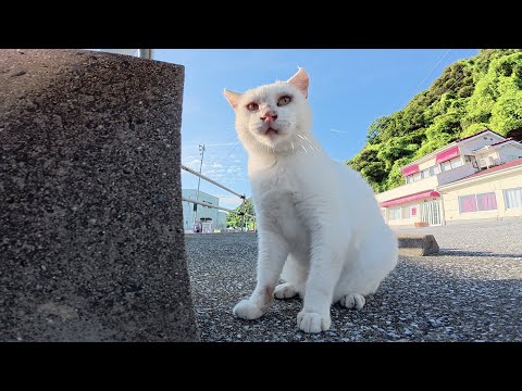 頭に不思議な模様がある白猫ちゃんがブロック塀に顔面をスリスリする(YouTube)