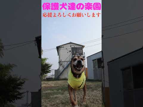 #犬のいる生活 #骨肉腫 #大型犬のいる生活(YouTube)