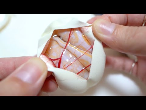アルビノの蛇の卵を切ってみると(YouTube)